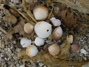 Бухта Спокойная