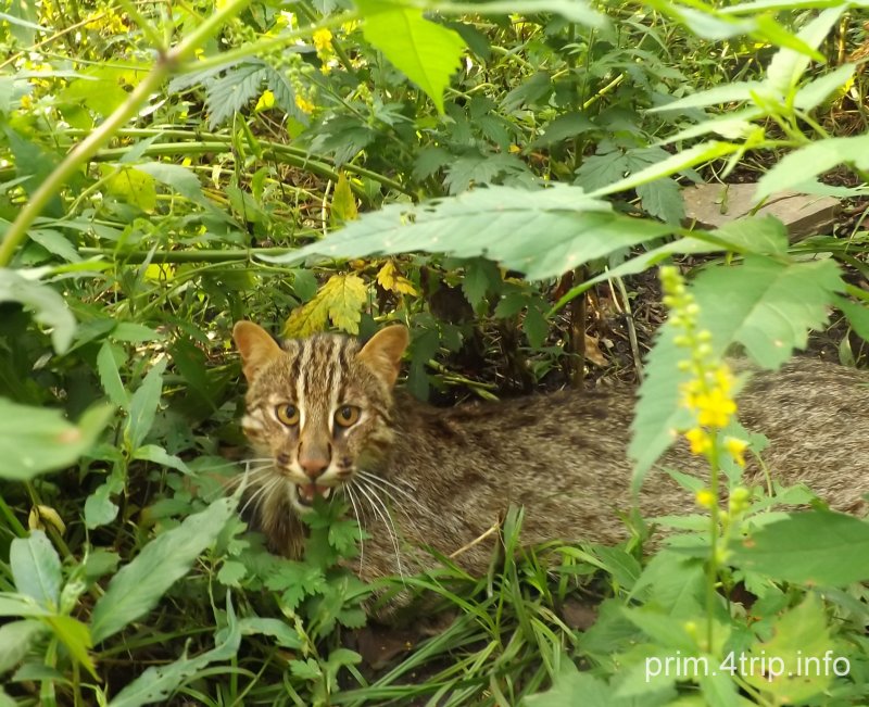Сафари парк в Шкотово