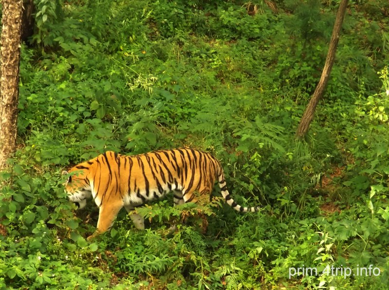 Сафари парк в Шкотово
