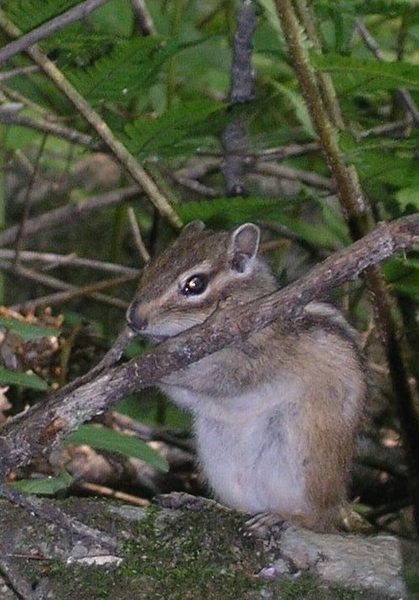 Беневские водопады