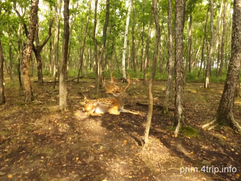 Сафари парк в Шкотово