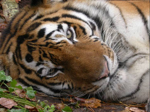 Сихоте-Алинский Заповедник