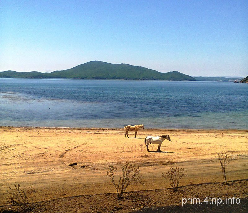 Тихоокеанская гавань